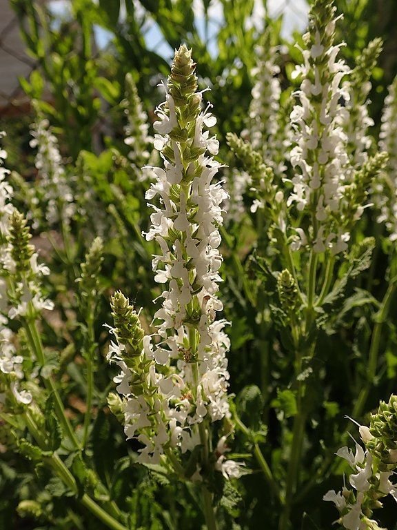 Como plantar Salva 'Schneehügel' (Salvia × sylvestris 'Schneehügel')_1