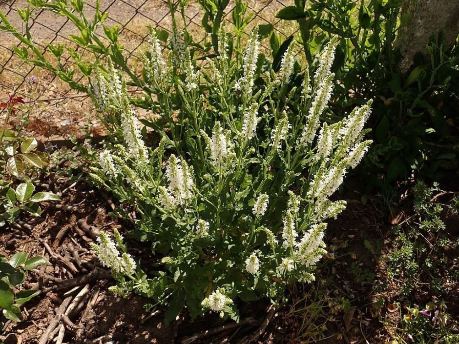 Onde plantar Salva 'Schneehügel' (Salvia × sylvestris 'Schneehügel')_2