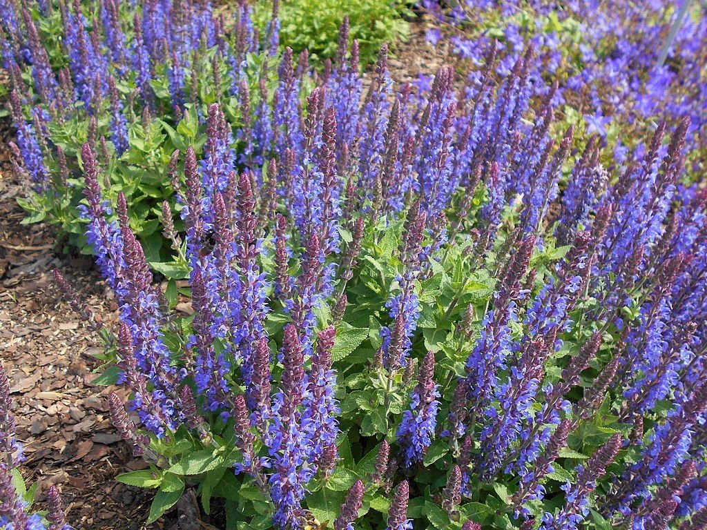 Salva Sensation Deep Blue - 'Florsaldblue' (Salvia nemorosa Sensation Deep Blue - 'Florsaldblue')
