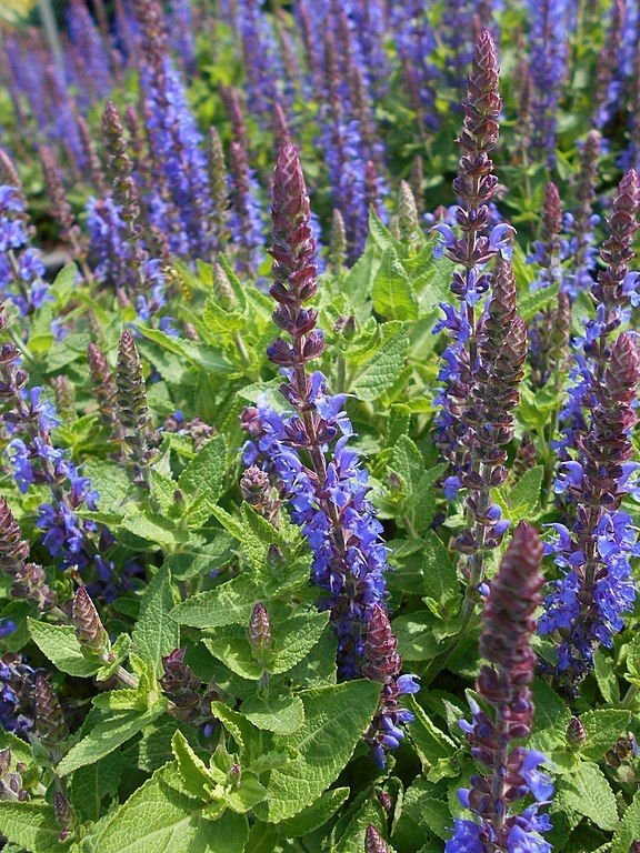 Como plantar Salva Sensation Deep Blue - 'Florsaldblue' (Salvia nemorosa Sensation Deep Blue - 'Florsaldblue')_1