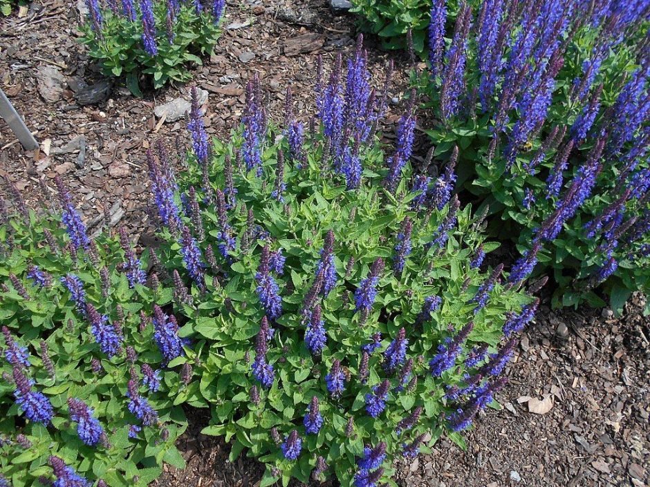 Onde plantar Salva Sensation Deep Blue - 'Florsaldblue' (Salvia nemorosa Sensation Deep Blue - 'Florsaldblue')_2