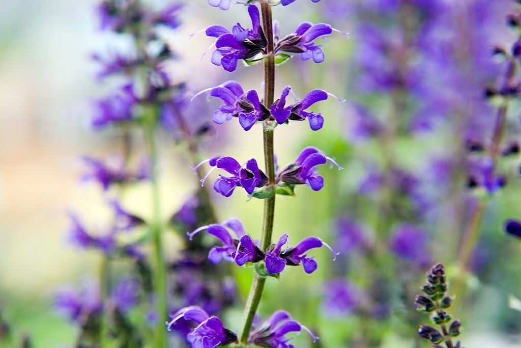 Salva 'Viola Klose' (Salvia × sylvestris 'Viola Klose')