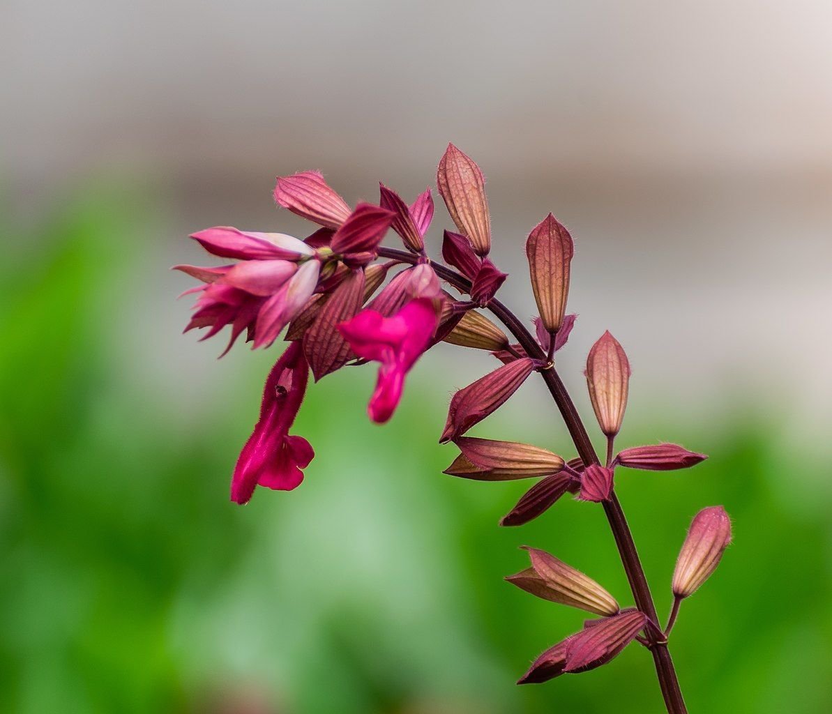 Salva 'Wendy's Wish' (Salvia 'Wendy's Wish')