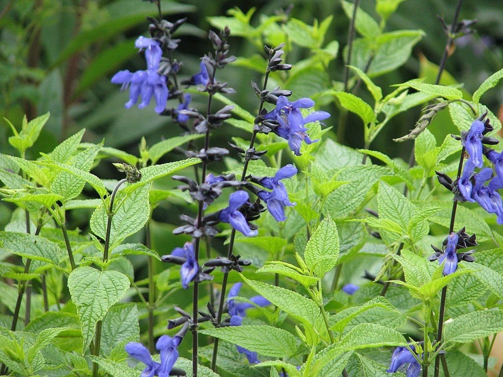 Salva-azul (Salvia guaranitica)