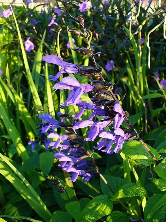 Como plantar Salva-azul (Salvia guaranitica)_1
