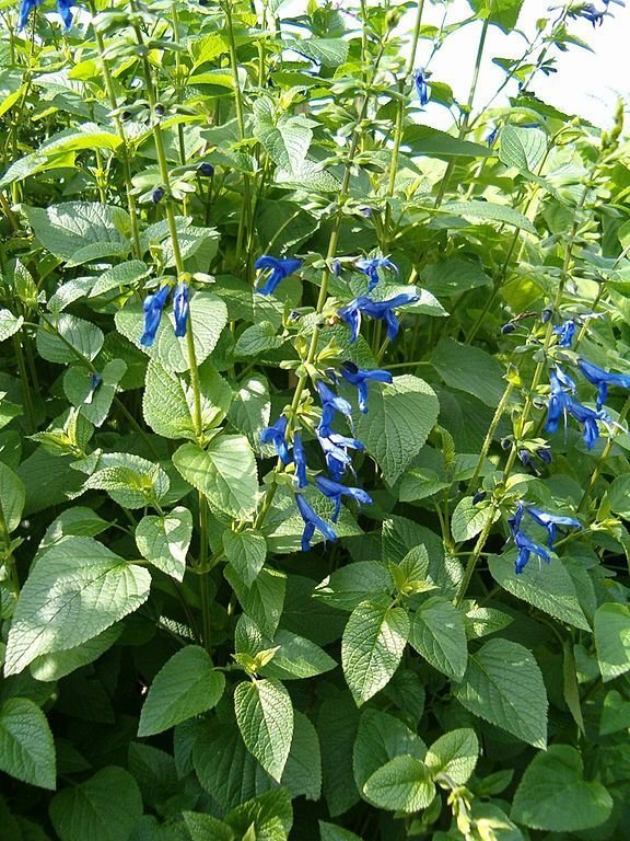 Onde plantar Salva-azul (Salvia guaranitica)_2