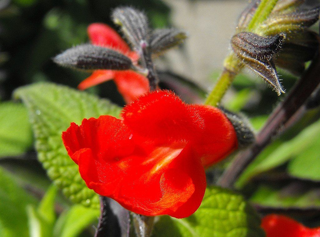 Salva blepharophylla (Salvia blepharophylla)