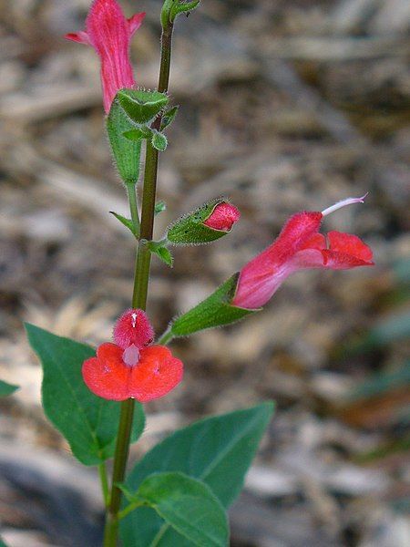 Como plantar Salva blepharophylla (Salvia blepharophylla)_1