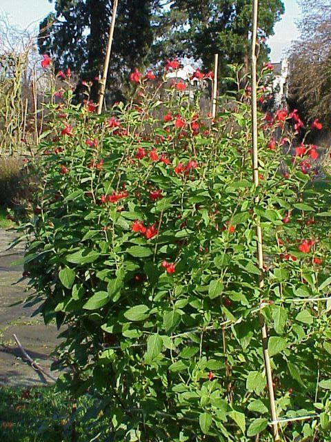 Onde plantar Salva blepharophylla (Salvia blepharophylla)_2