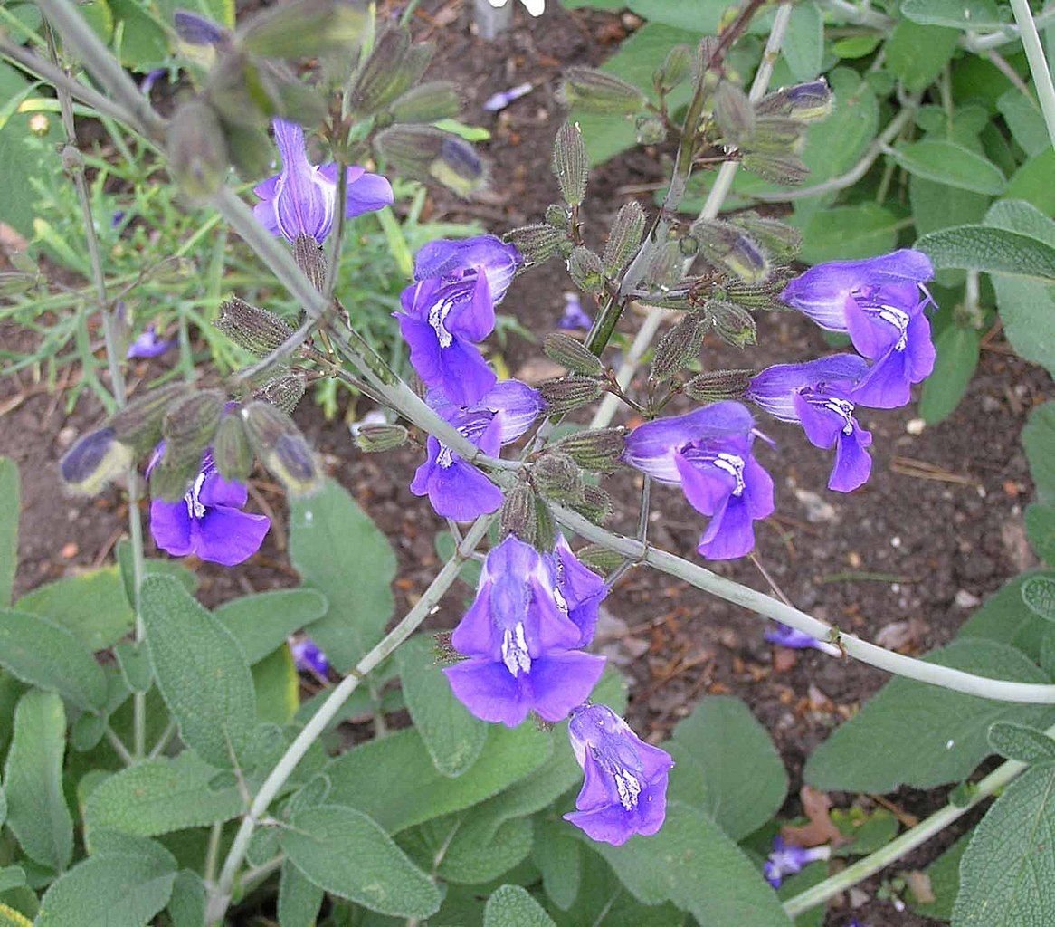 Salva candelabrum (Salvia candelabrum)