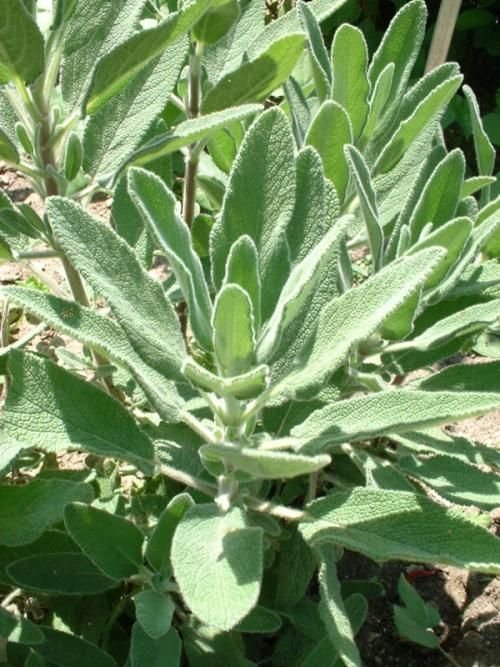 Como plantar Salva candelabrum (Salvia candelabrum)_1