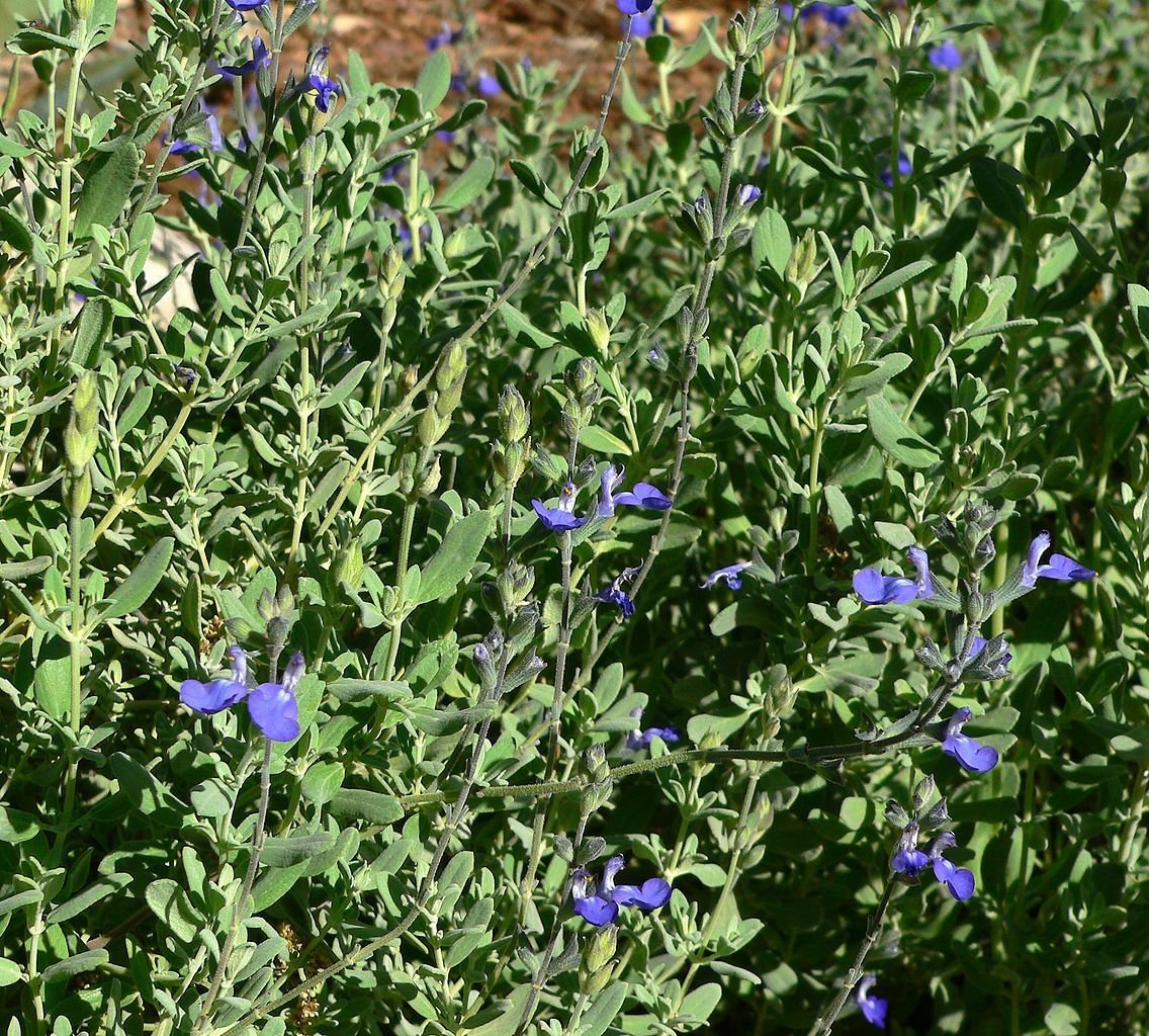 Salva chamaedryoides (Salvia chamaedryoides)