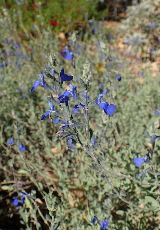 Como plantar Salva chamaedryoides (Salvia chamaedryoides)_1