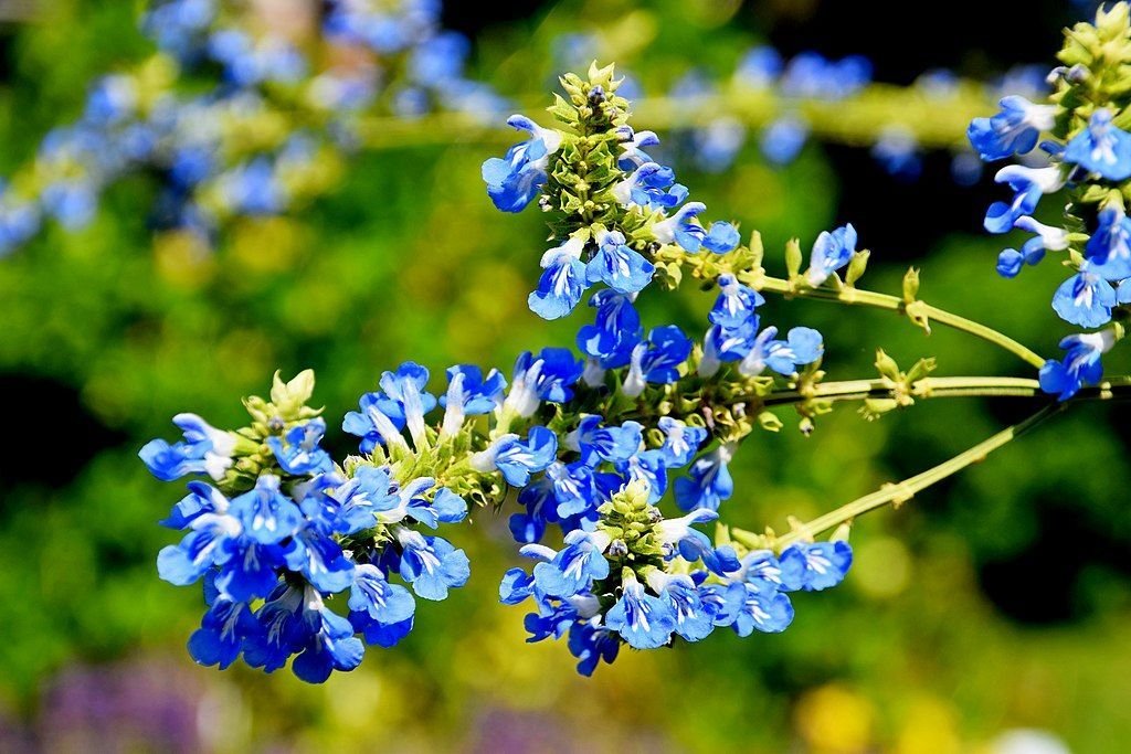 Salva dos pântanos (Salvia uliginosa)