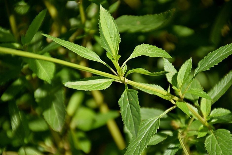 Como plantar Salva dos pântanos (Salvia uliginosa)_1