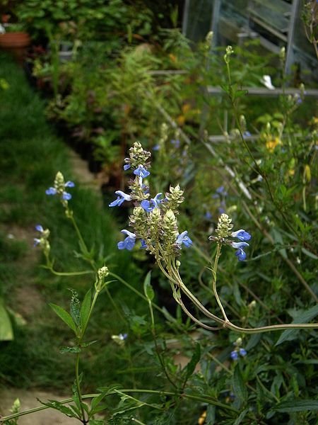 Onde plantar Salva dos pântanos (Salvia uliginosa)_2