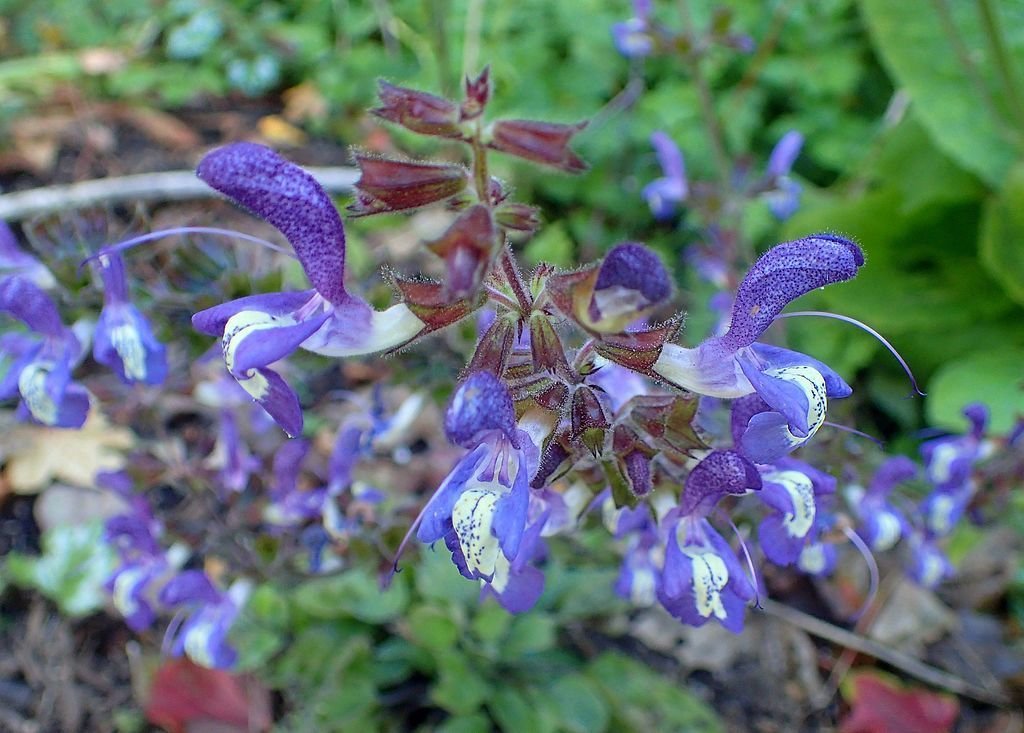 Salva forsskaolii (Salvia forsskaolii)