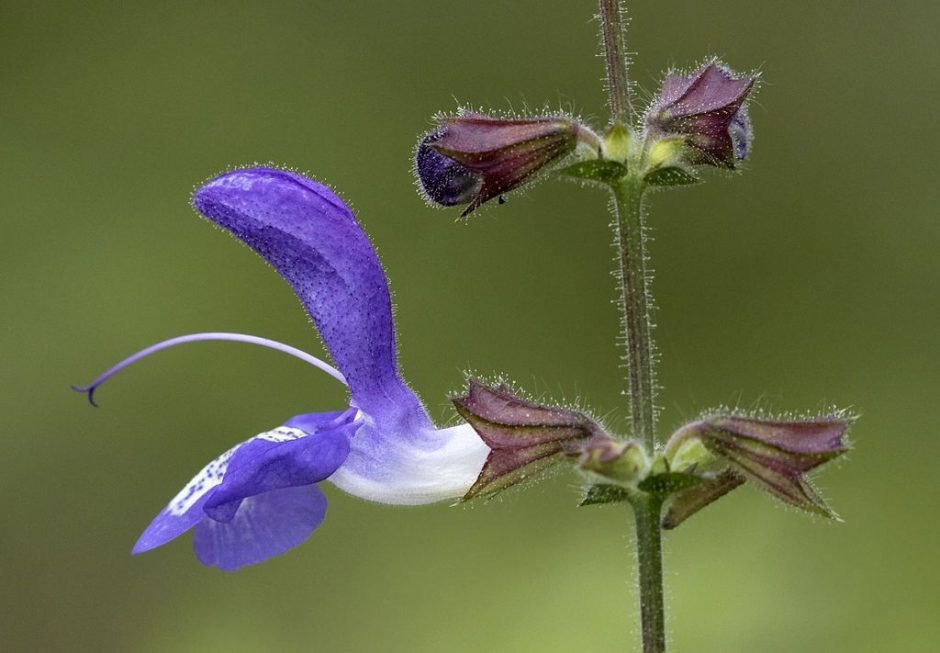 Como plantar Salva forsskaolii (Salvia forsskaolii)_1