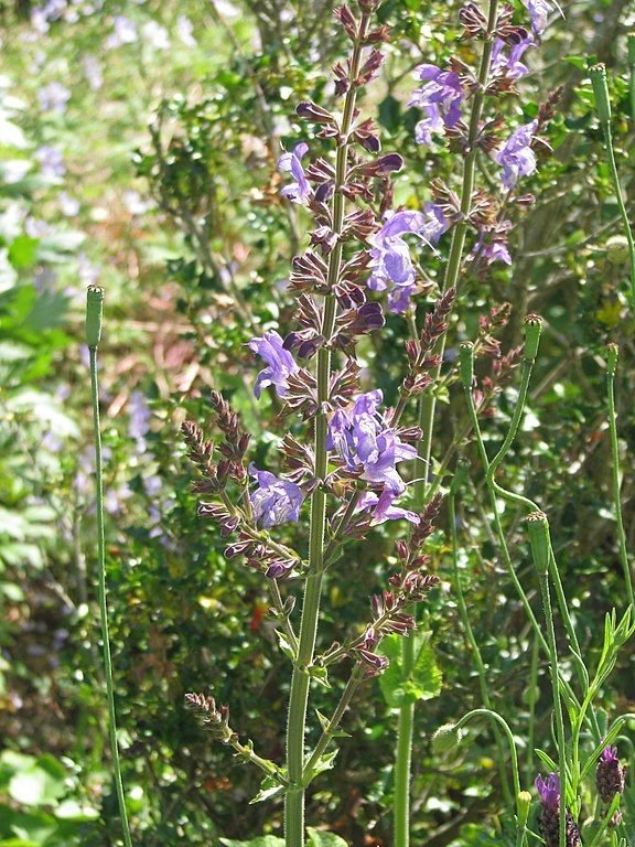 Onde plantar Salva forsskaolii (Salvia forsskaolii)_2