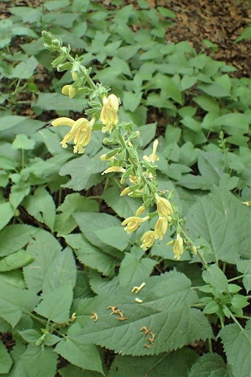 Como plantar Salva glutinosa (Salvia glutinosa)_1