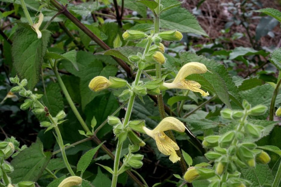 Onde plantar Salva glutinosa (Salvia glutinosa)_2