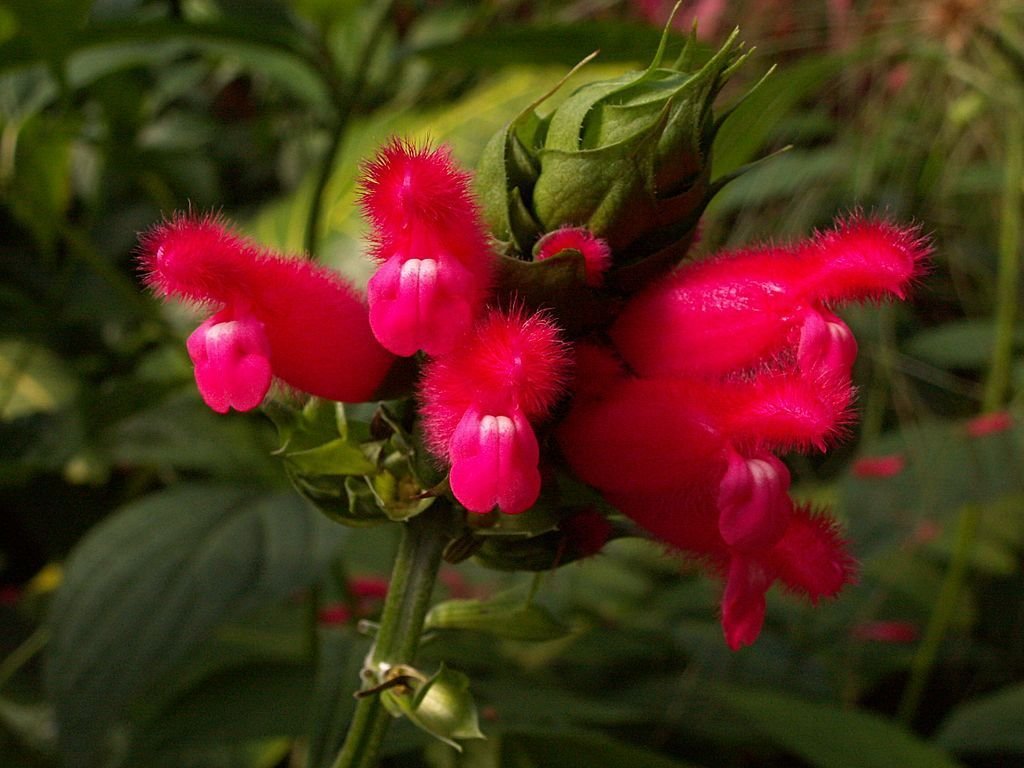 Salva oxyphora (Salvia oxyphora)