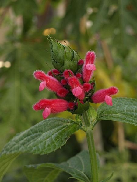 Como plantar Salva oxyphora (Salvia oxyphora)_1