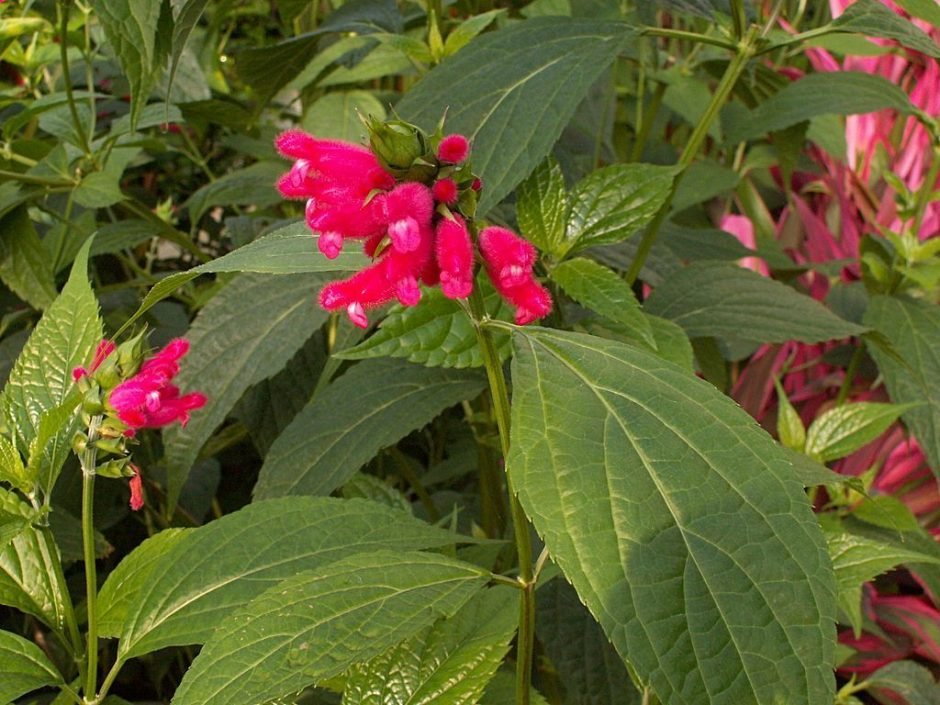 Onde plantar Salva oxyphora (Salvia oxyphora)_2