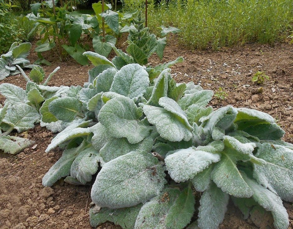 Como plantar Salva-prateada (Salvia argentea)_1