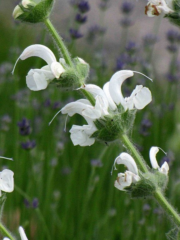 Onde plantar Salva-prateada (Salvia argentea)_2
