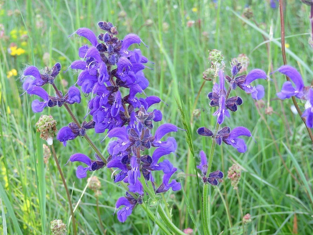 Salva pratensis (Salvia pratensis)