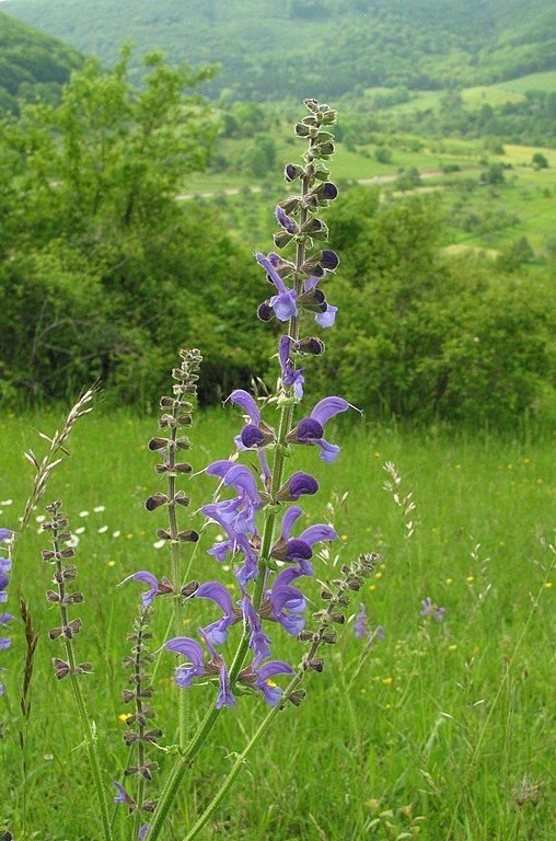 Como plantar Salva pratensis (Salvia pratensis)_1