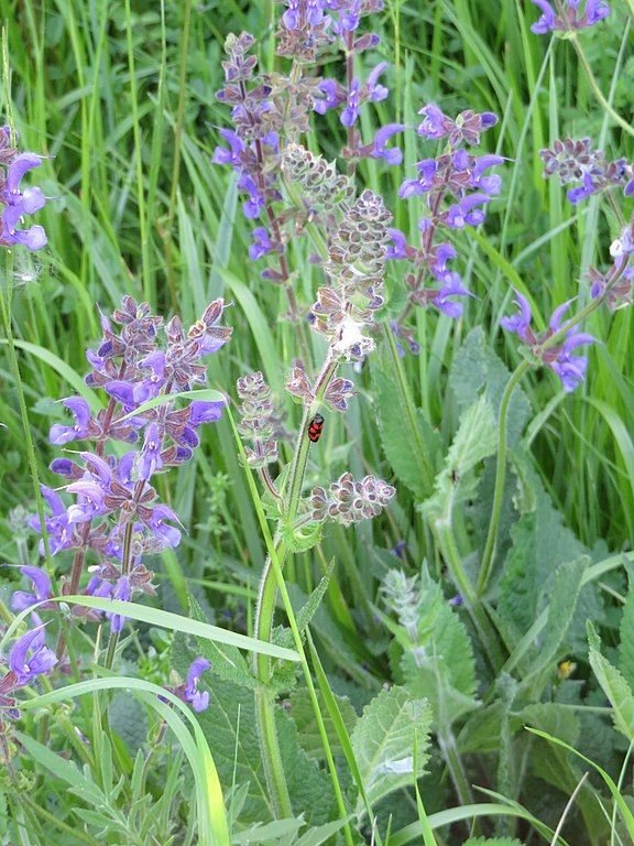 Onde plantar Salva pratensis (Salvia pratensis)_2