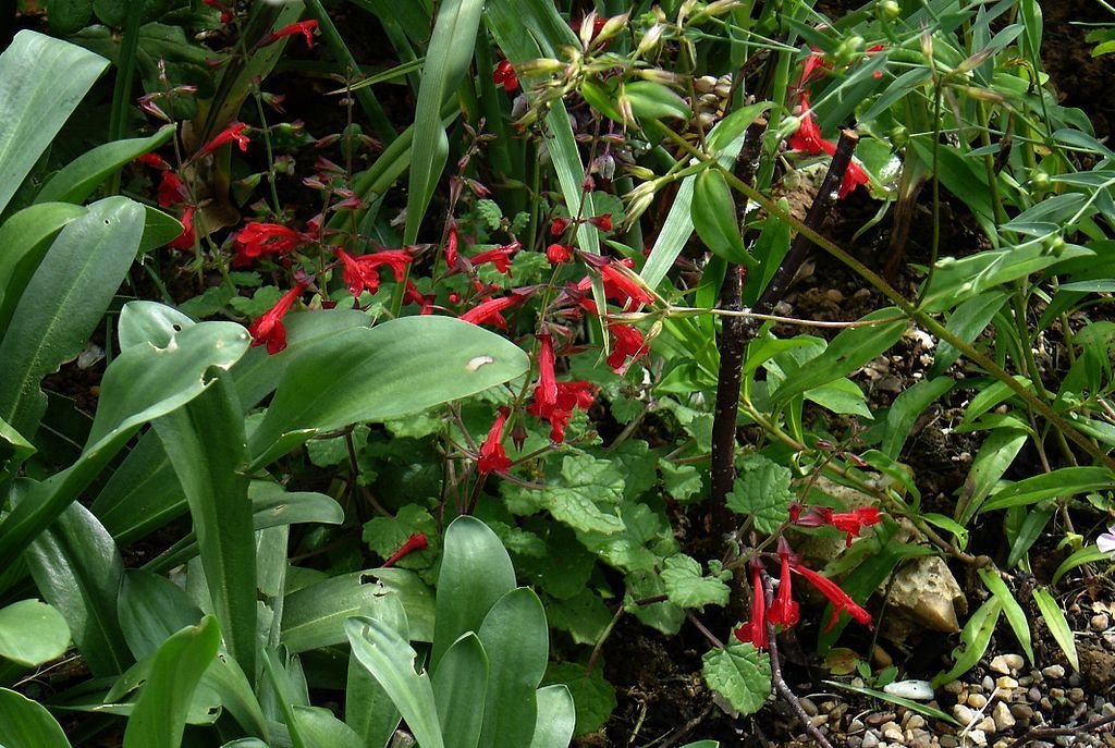 Salva roemeriana (Salvia roemeriana)