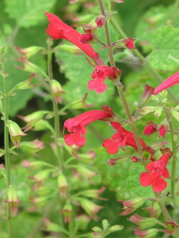 Como plantar Salva roemeriana (Salvia roemeriana)_1
