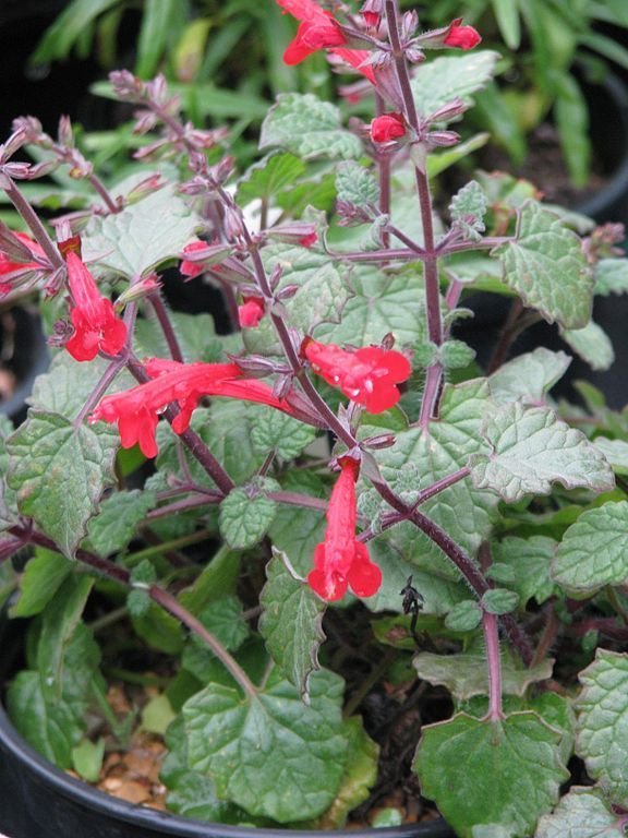 Onde plantar Salva roemeriana (Salvia roemeriana)_2