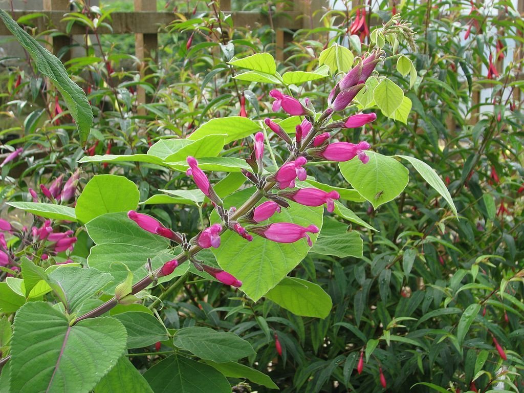Salva-rosa (Salvia involucrata)