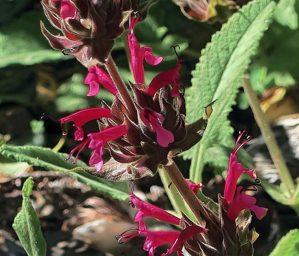 Salva spathacea (Salvia spathacea)