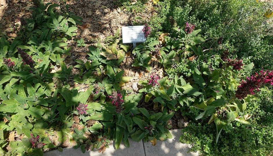 Onde plantar Salva spathacea (Salvia spathacea)_2