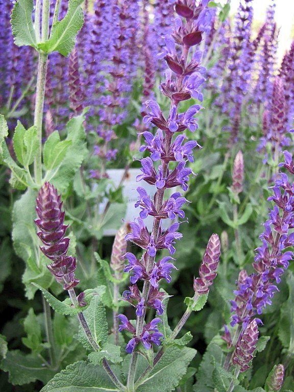 Salva superba (Salvia × superba)
