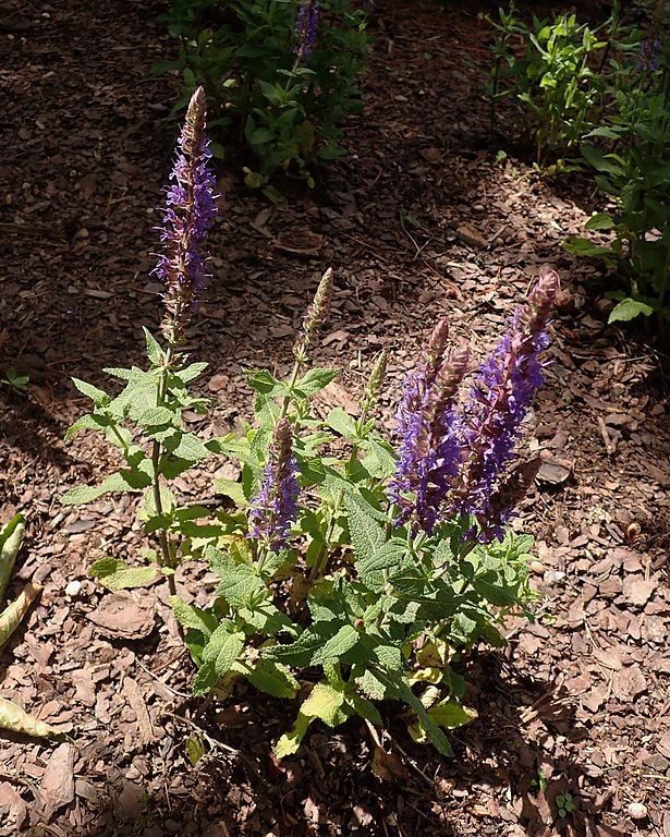 Como plantar Salva superba (Salvia × superba)_1