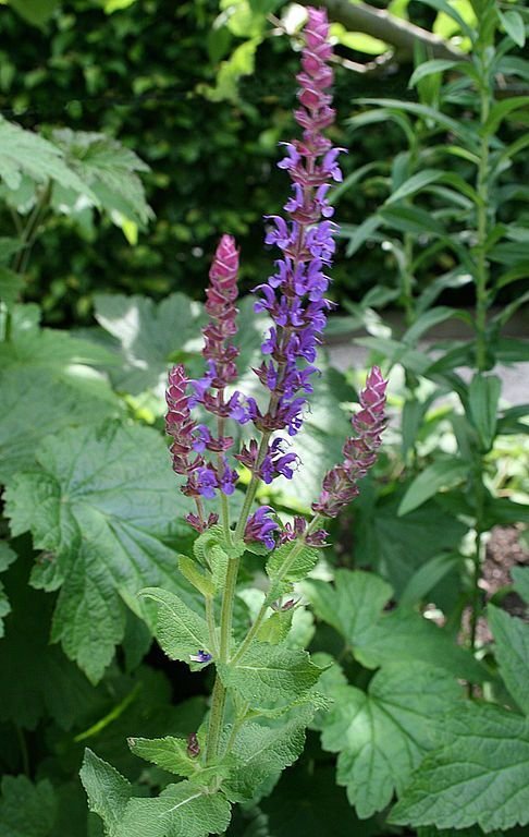 Onde plantar Salva superba (Salvia × superba)_2