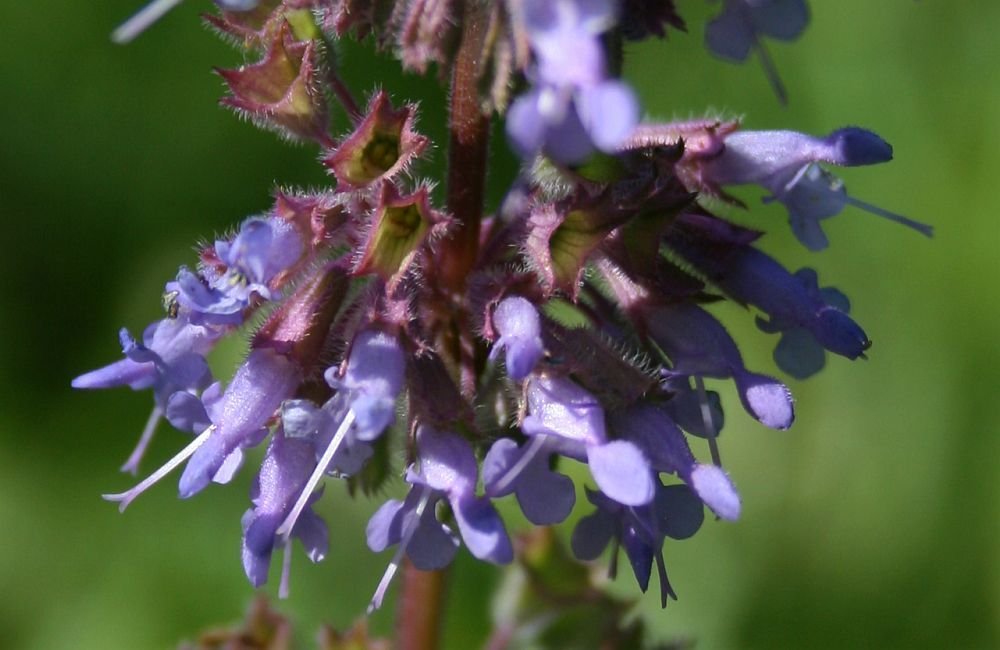 Salva verticillata (Salvia verticillata)