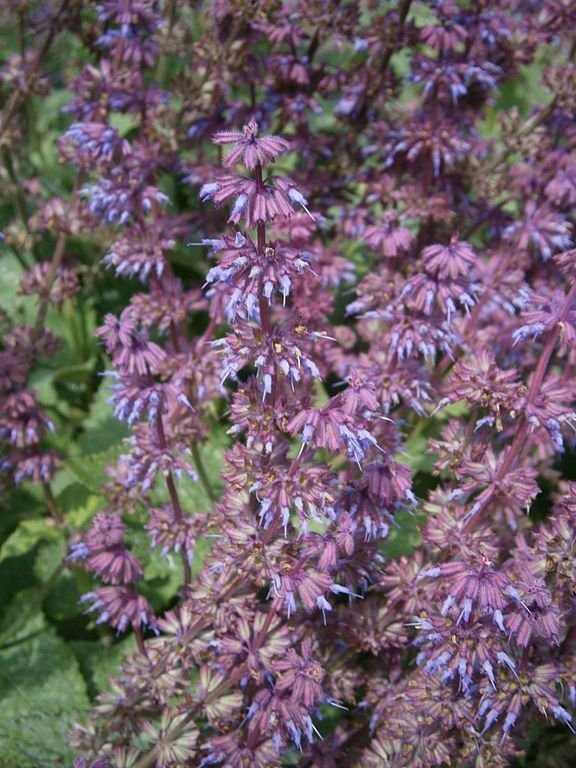 Como plantar Salva verticillata (Salvia verticillata)_1