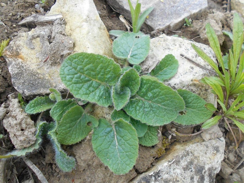 Onde plantar Salva verticillata (Salvia verticillata)_2
