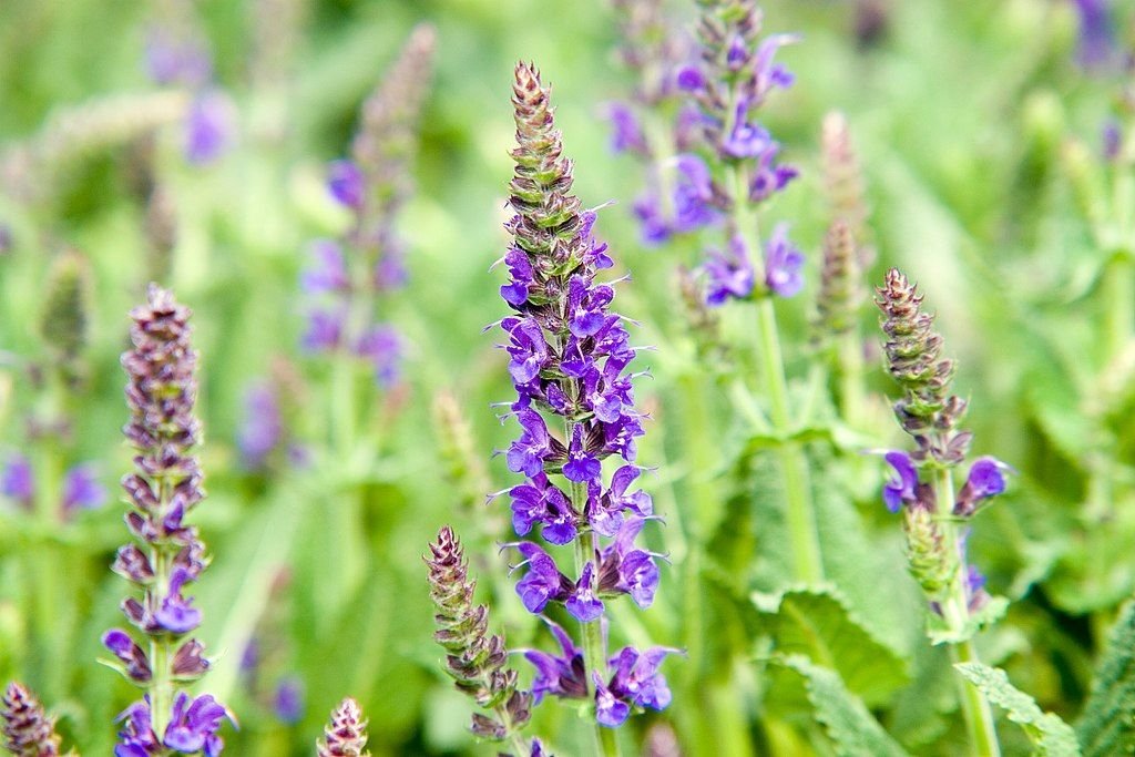 Salva × sylvestris 'Mainacht' (Salvia × sylvestris 'Mainacht')
