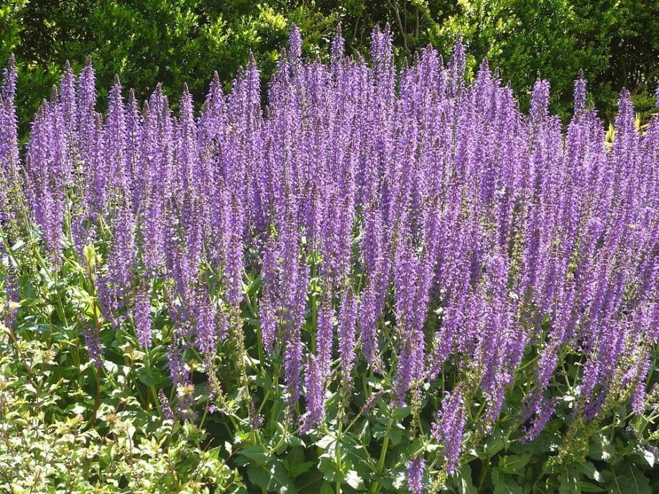 Como plantar Salva × sylvestris 'Mainacht' (Salvia × sylvestris 'Mainacht')_1
