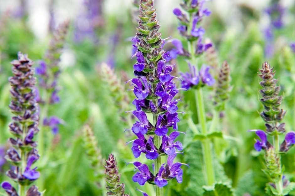Onde plantar Salva × sylvestris 'Mainacht' (Salvia × sylvestris 'Mainacht')_2