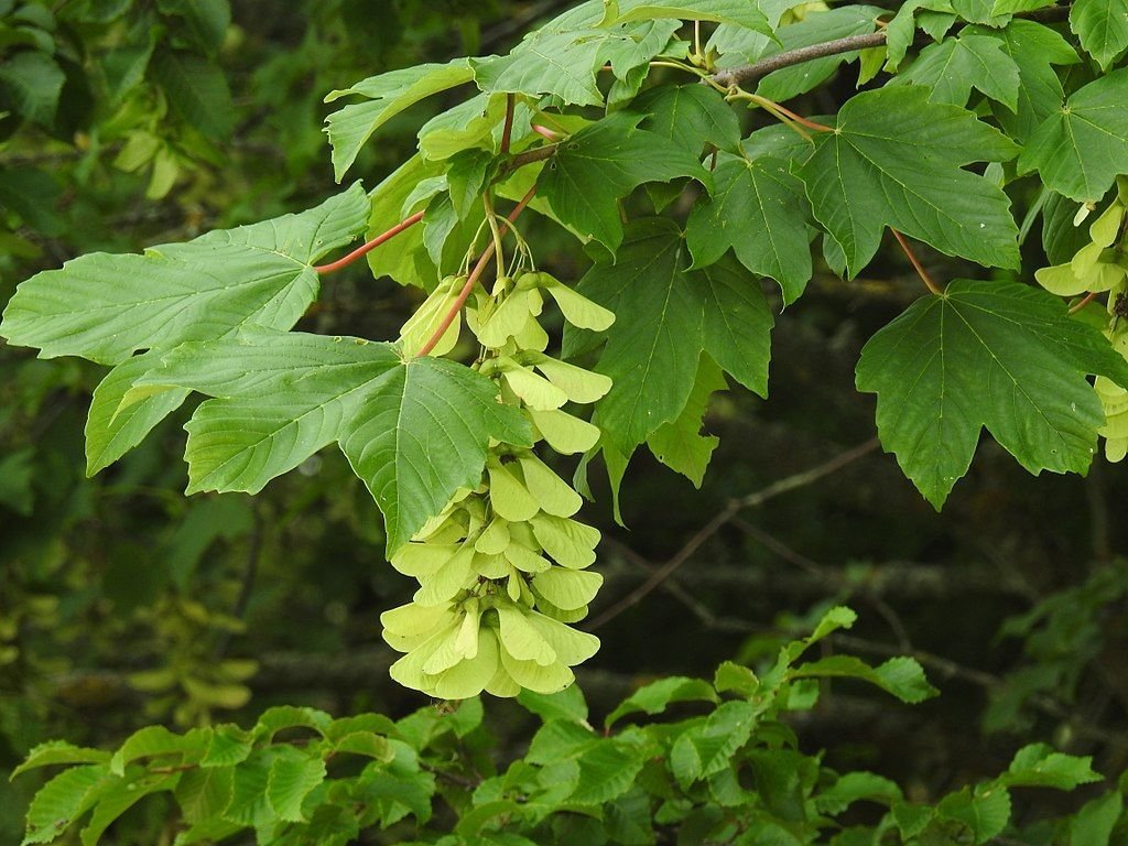Sicómoro (Acer pseudoplatanus)