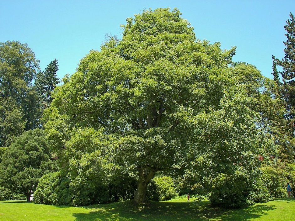 Como plantar Sicómoro (Acer pseudoplatanus)_1